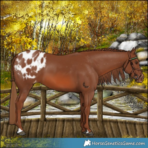 Horse Color:Chestnut Appaloosa 