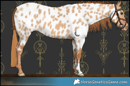 Horse Color:Red Dun Appaloosa