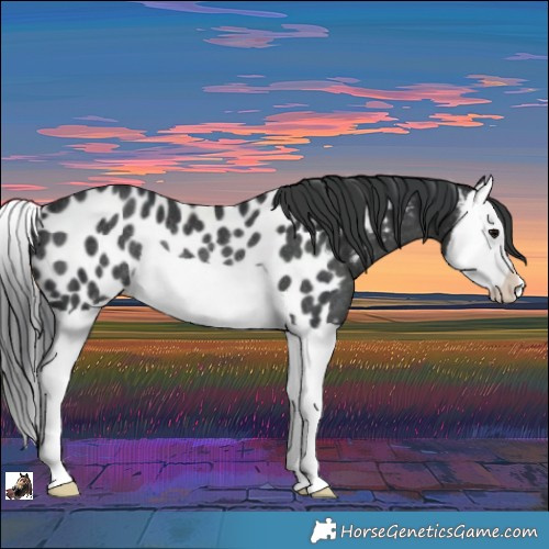 Horse Color:Black Splash Appaloosa Rabicano
