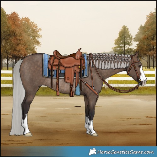 Horse Color:Silver Brown Dun Rabicano