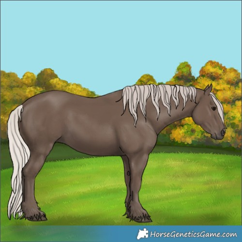 Horse Color:Silver Black