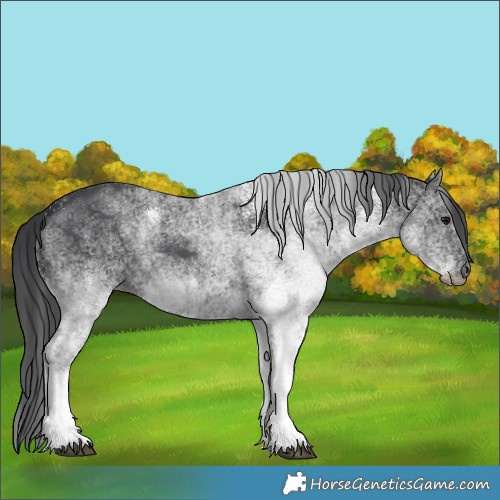 Horse Color:White Spotted Black