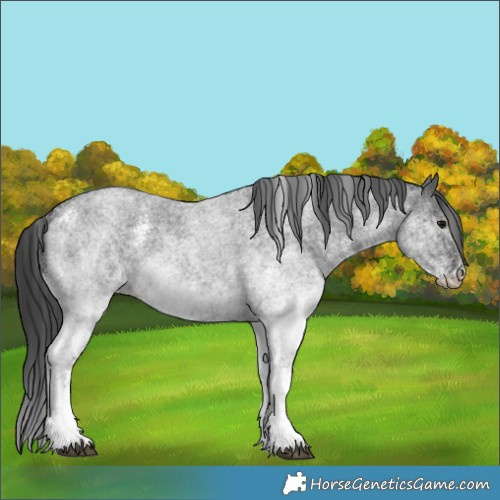 Horse Color:White Spotted Blue Roan