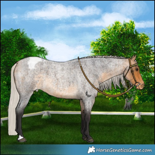 Horse Color:Silver Buckskin Roan Appaloosa 