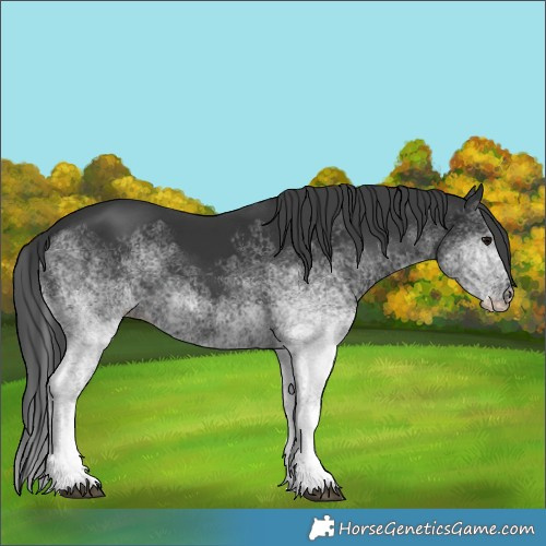 Horse Color:White Spotted Black 