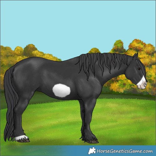 Horse Color:Black Frame