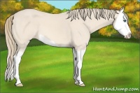 Horse Color:Perlino Splash