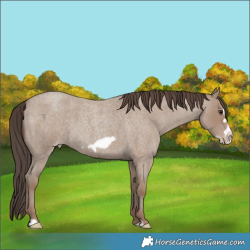 Horse Color:Classic Champagne Roan Frame 