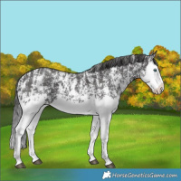 Horse Color:Smoky Black Sabino Splash and Smoky Black Sabino Splash