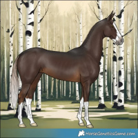 Horse Color:Gray Pseudo Chocolate Palomino Splash 