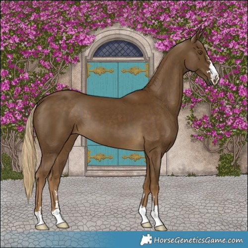 Horse Color:Pseudo Chocolate Palomino 