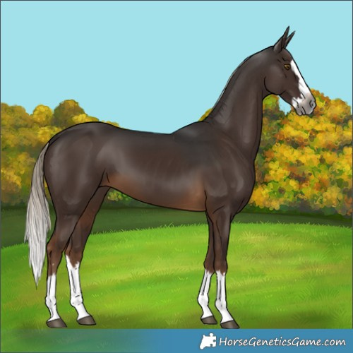 Horse Color:Gray Pseudo Chocolate Palomino Splash 