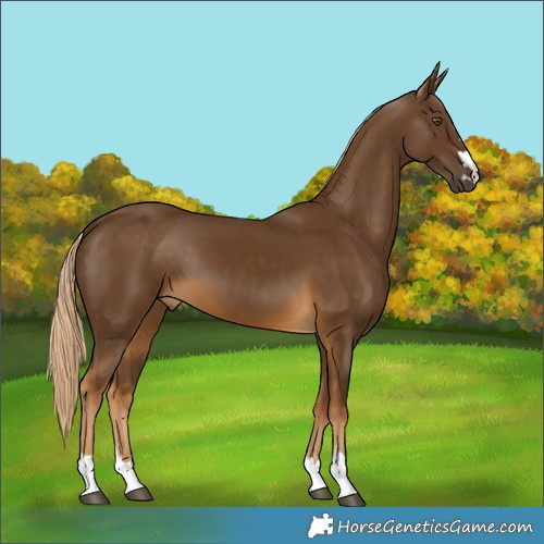 Horse Color:Pseudo Chocolate Palomino 