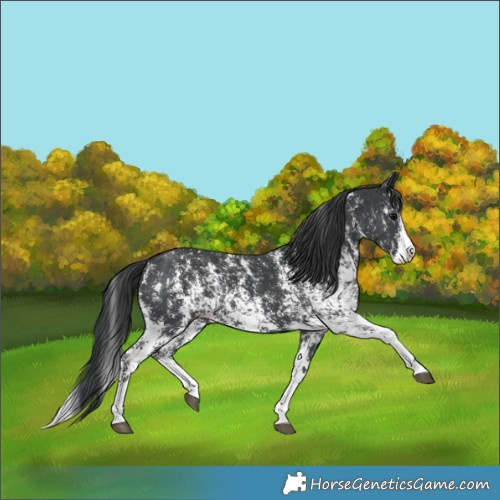 Horse Color:Black Sabino Splash  and Black Sabino Splash 