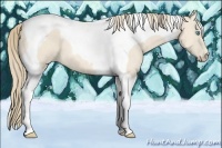 Horse Color:Perlino Tobiano