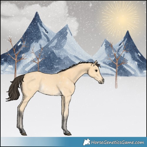 Horse Color:Buckskin 