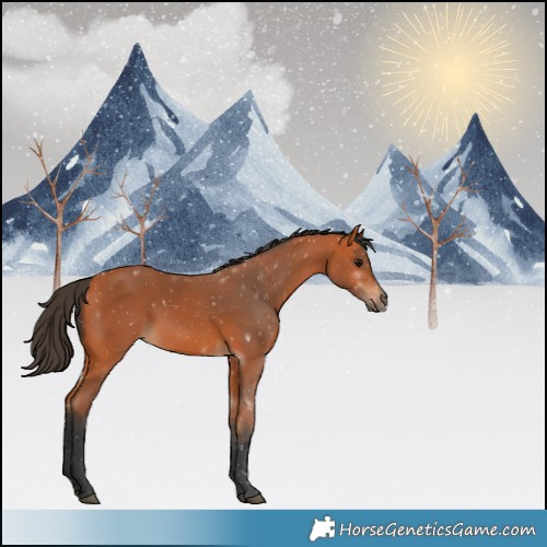 Horse Color:Bay 