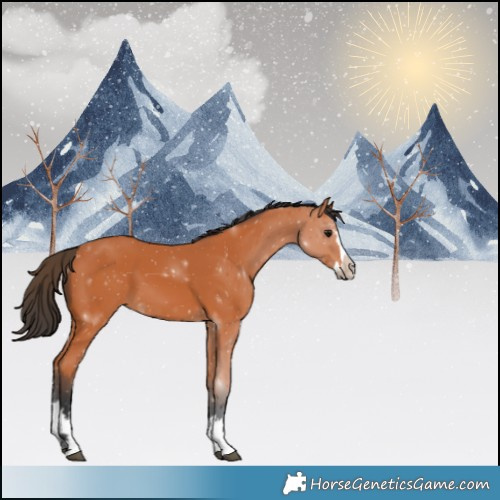 Horse Color:Bay Splash