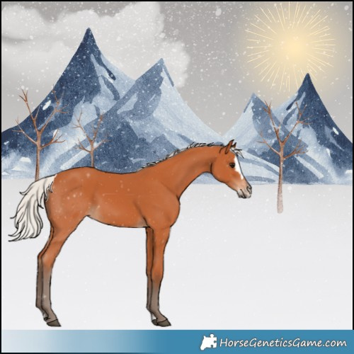 Horse Color:Silver Bay Splash 