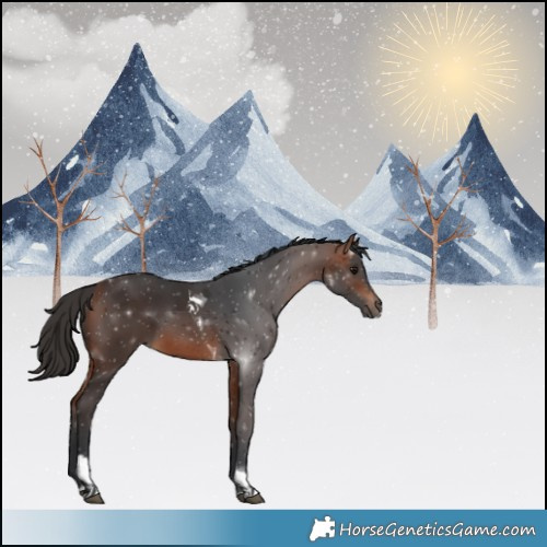 Horse Color:Bay Tobiano 