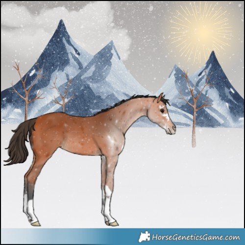 Horse Color:Bay Splash 