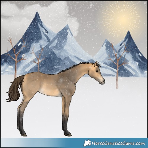 Horse Color:Buckskin