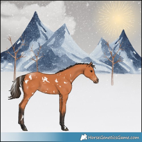 Horse Color:White Spotted Bay