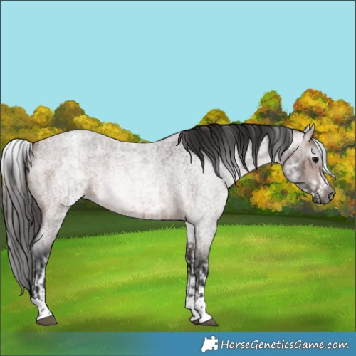 Horse Color:Gray Bay Roan Rabicano and White Spotted Brown Roan