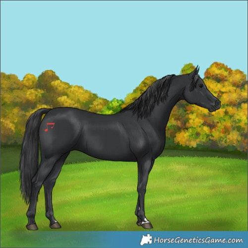 Horse Color:Black 