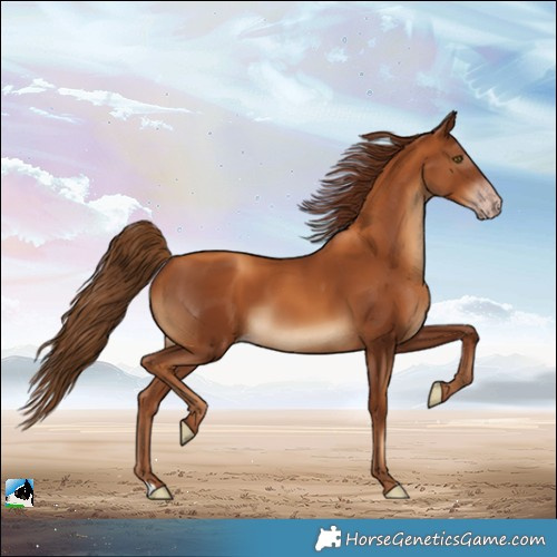 Horse Color:Gray Gold Champagne 