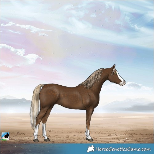 Horse Color:Pseudo Chocolate Palomino Splash