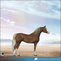 Horse Color:Pseudo Chocolate Palomino Splash