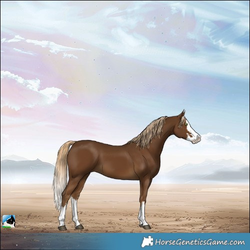 Horse Color:Pseudo Chocolate Palomino Splash 