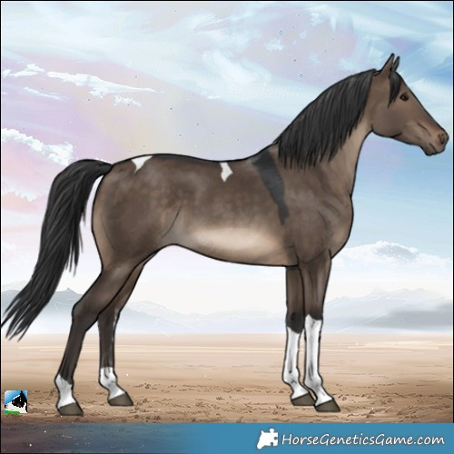 Horse Color:Brown Dun Tobiano 