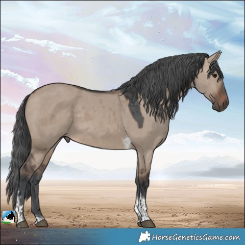 Horse Color:Brown Dun Merle Tobiano 
