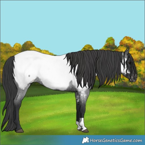 Horse Color:Blue Roan Appaloosa 