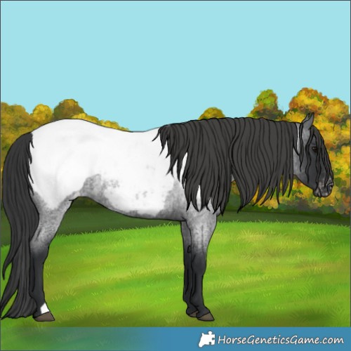 Horse Color:Blue Roan Appaloosa 
