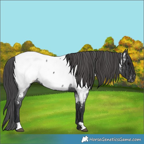 Horse Color:Blue Roan Appaloosa 