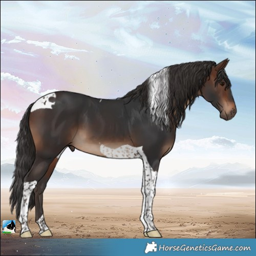 Horse Color:Brown Tobiano 