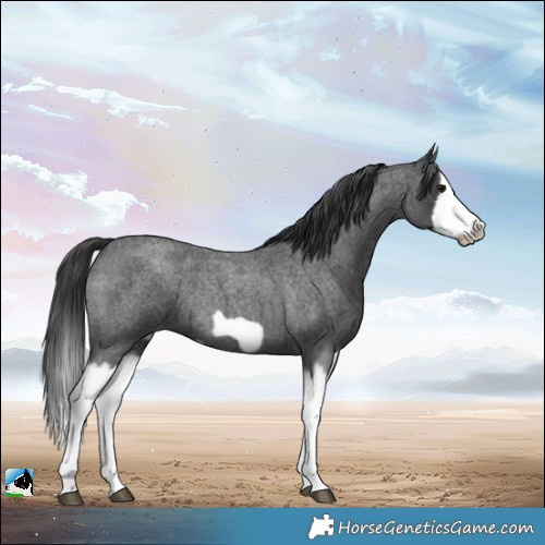 Horse Color:Blue Roan Splash Frame Rabicano