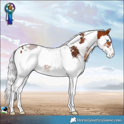 Horse Color:Bay Merle Tobiano Skewed Appaloosa 