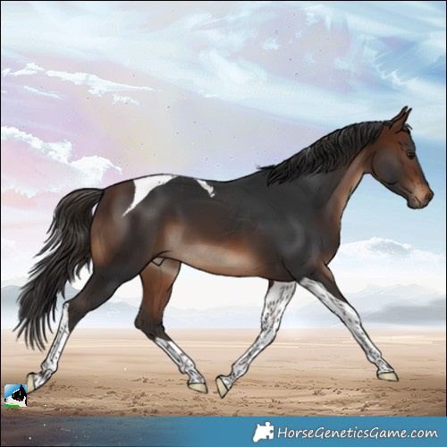 Horse Color:Brown Tobiano 