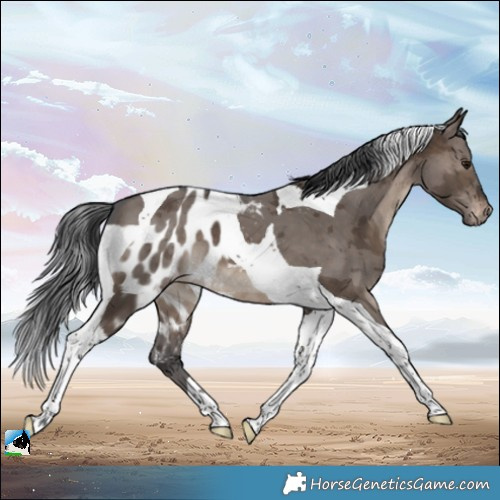 Horse Color:Brown Dun Merle Tobiano Skewed LP Spotted