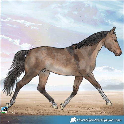 Horse Color:Brown Dun Merle Tobiano 