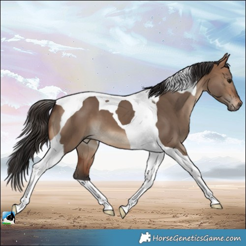 Horse Color:Bay Dun Tobiano 