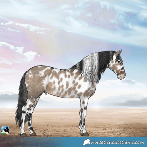 Horse Color:Brown Dun Skewed Appaloosa 