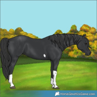 Horse Color:Black Tobiano 