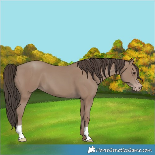 Horse Color:Classic Champagne