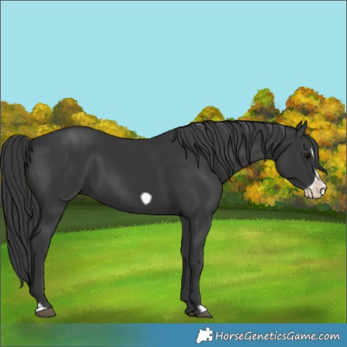 Horse Color:Black Frame 