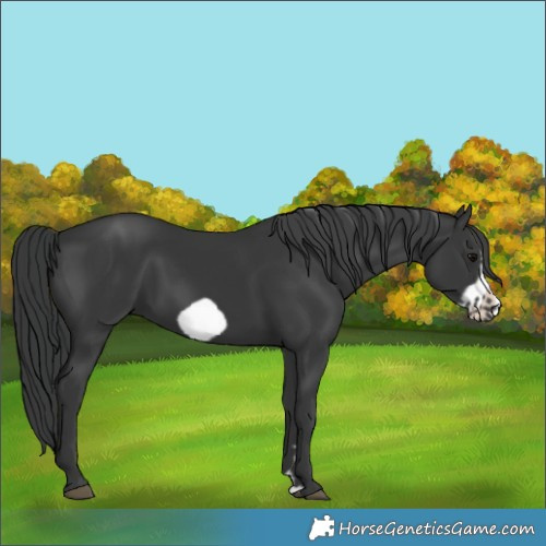 Horse Color:Black Frame 